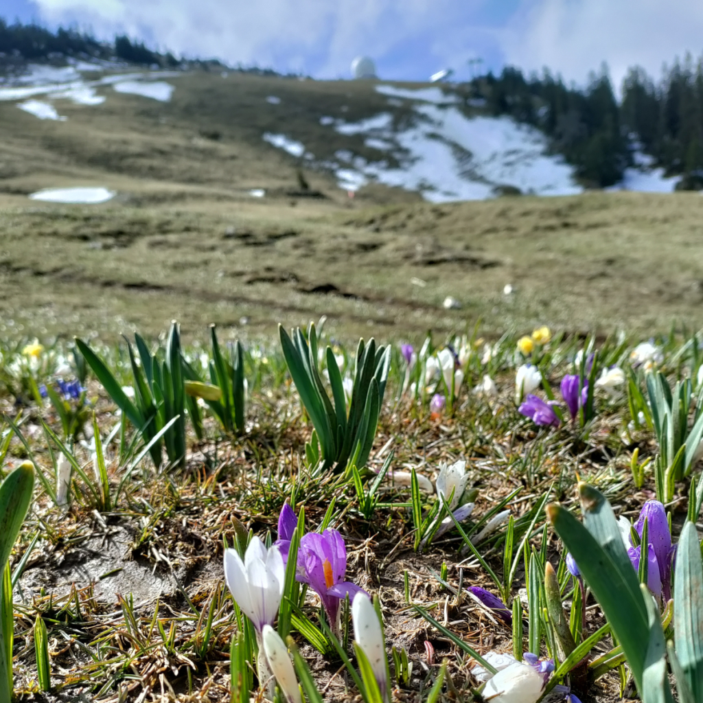 Crocus de printemps sur la Dôle
